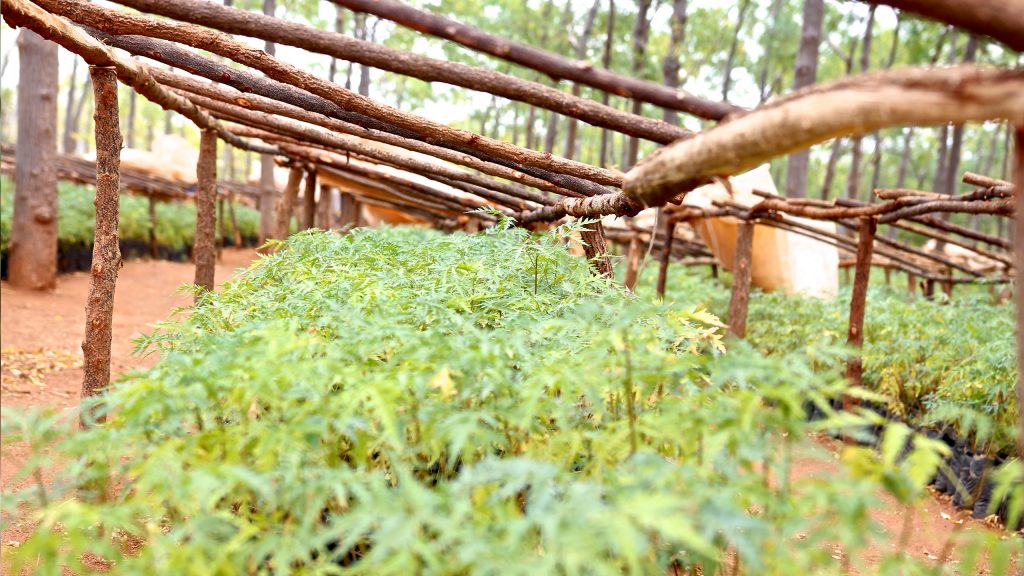 Mudas de árvores prontas para serem plantadas. Kiambere, Quênia 2017