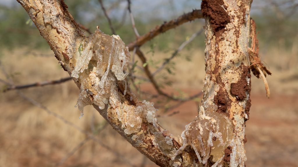 Acacia Senegal com seiva endurecida. Kiambere, Quênia, 2015