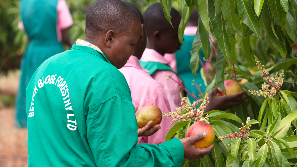 Um dos funcionários da BGF colhe manga maçã em Kibwezi, 2015